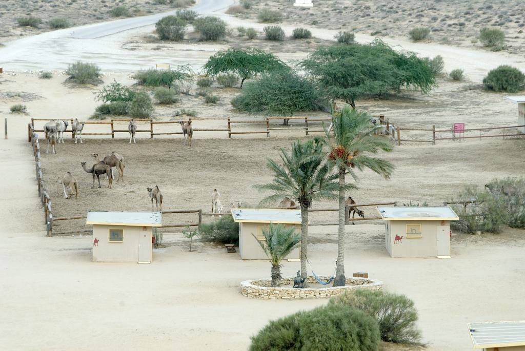 Negev Camel Ranch Villa Димона Екстериор снимка