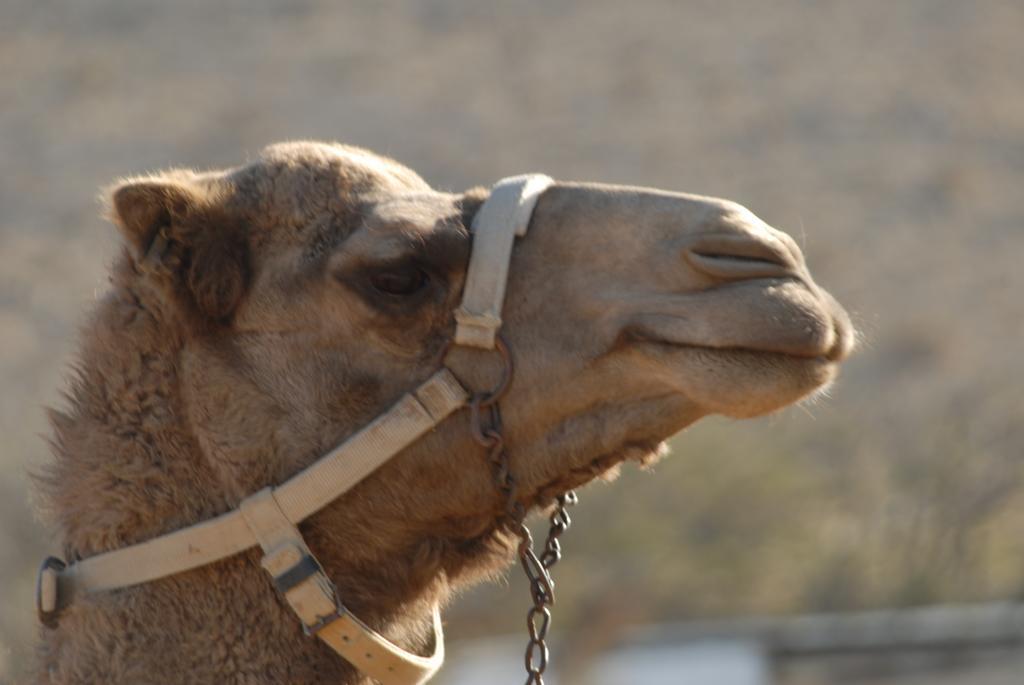 Negev Camel Ranch Villa Димона Екстериор снимка