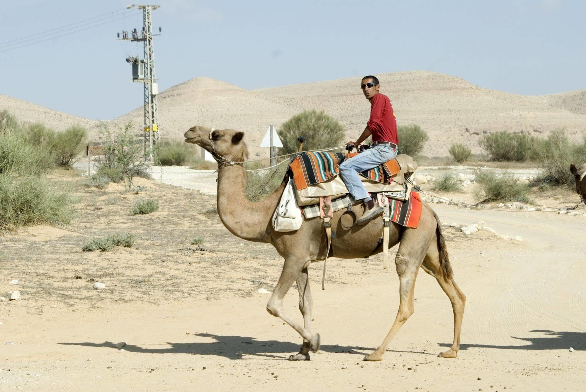 Negev Camel Ranch Villa Димона Екстериор снимка