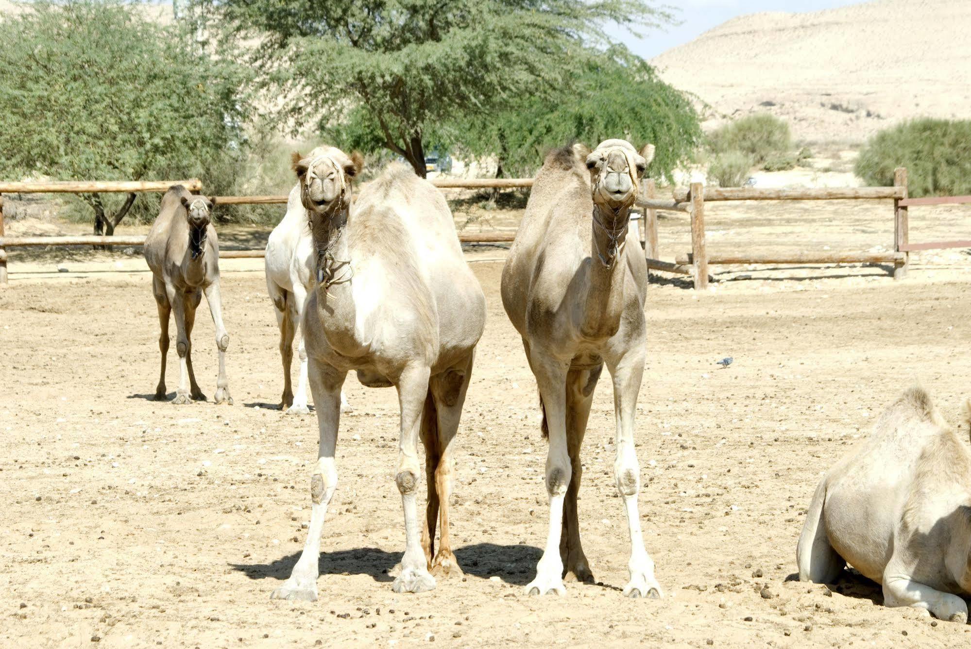 Negev Camel Ranch Villa Димона Екстериор снимка