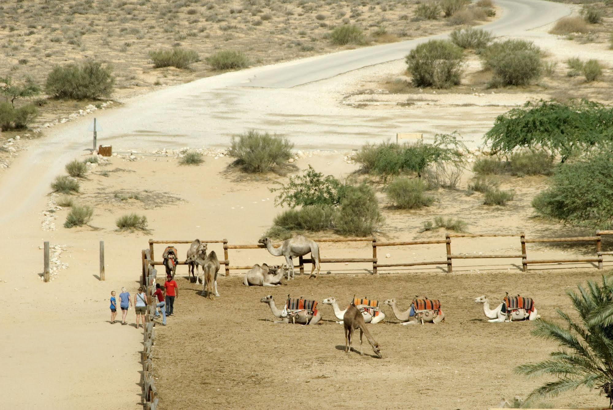 Negev Camel Ranch Villa Димона Екстериор снимка