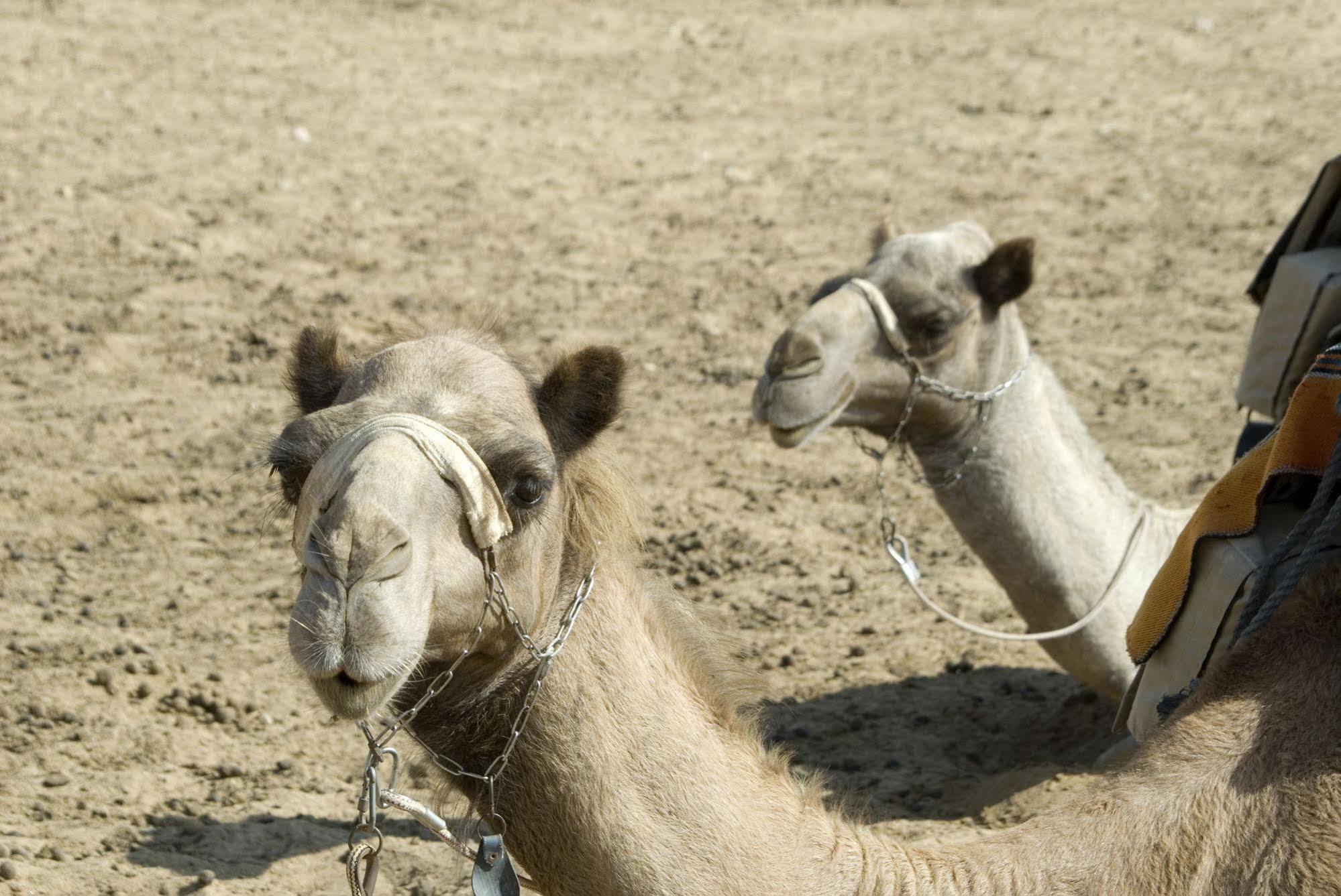 Negev Camel Ranch Villa Димона Екстериор снимка