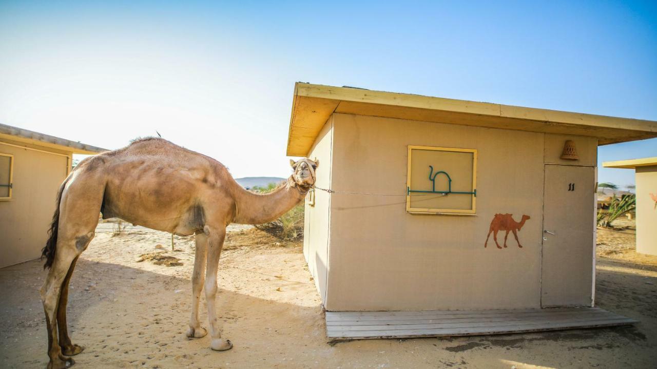 Negev Camel Ranch Villa Димона Екстериор снимка